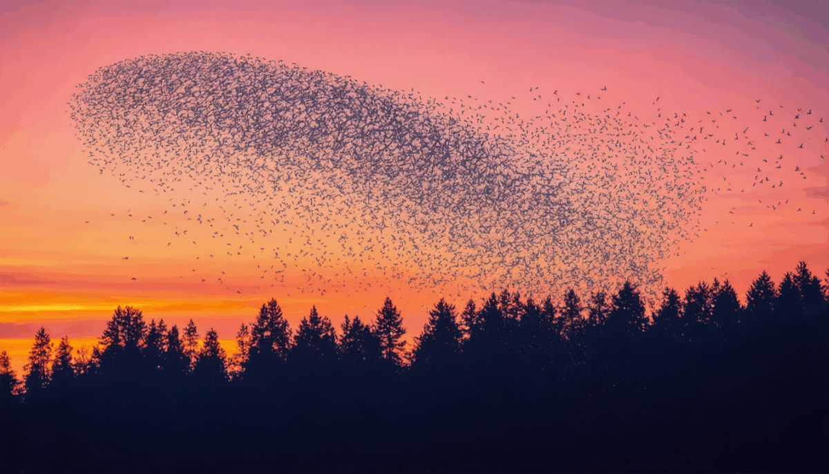 découvrez quand et pourquoi les étourneaux entreprennent leur impressionnante migration annuelle : les raisons de ce phénomène, les périodes clés et les comportements fascinants de ces oiseaux en voyage.