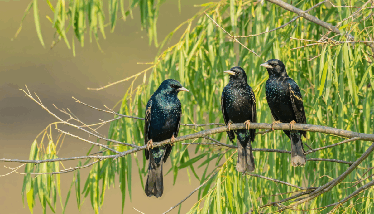 découvrez les raisons qui poussent les étourneaux à entamer leur grande migration annuelle, ainsi que la période à laquelle ce fascinant phénomène naturel a généralement lieu.