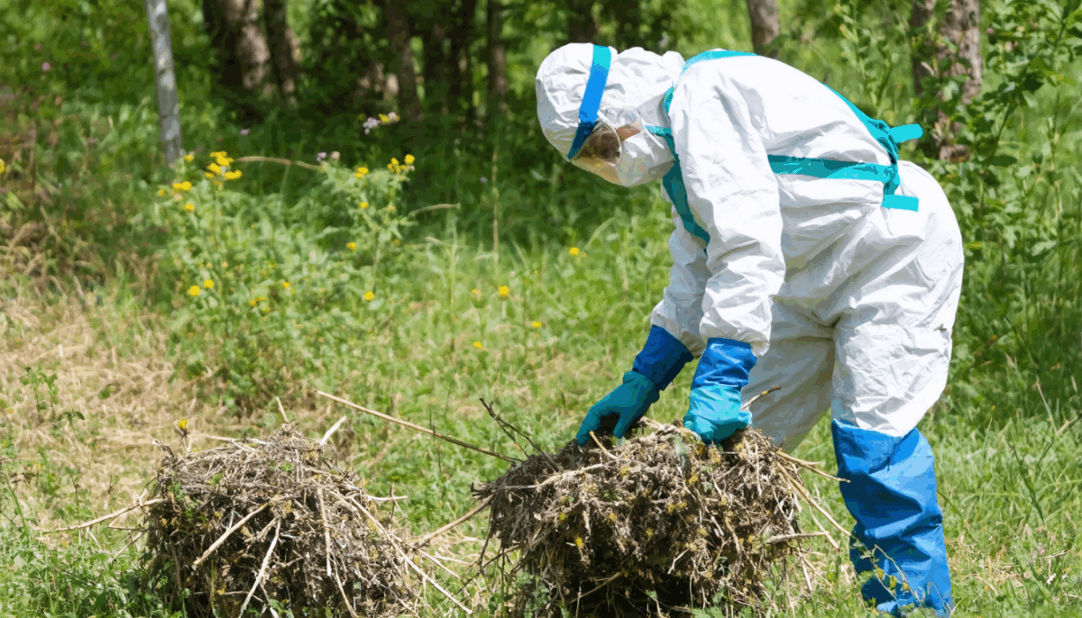 découvrez des stratégies efficaces pour lutter contre les chenilles processionnaires du pin, protéger vos arbres et préserver votre environnement de manière durable et sécurisée.