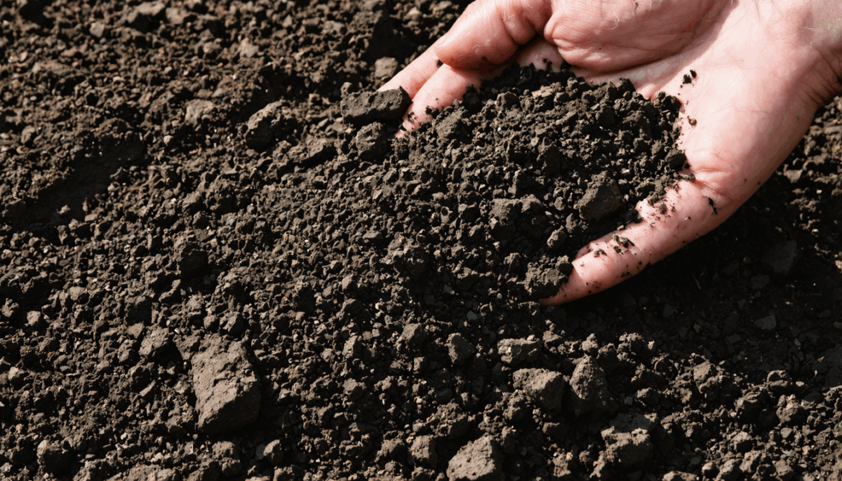 découvrez comment intégrer les cendres de feu à votre compost de façon bénéfique. apprenez les avantages pour votre sol et les précautions à prendre pour un compostage sain et efficace.