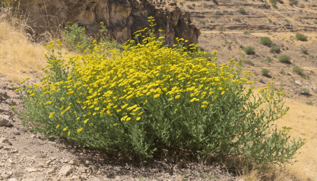 découvrez les risques liés à la laitue vireuse, une plante nuisible pour vos cultures. comprenez comment l’identifier, ses effets et les solutions pour protéger efficacement votre exploitation agricole.