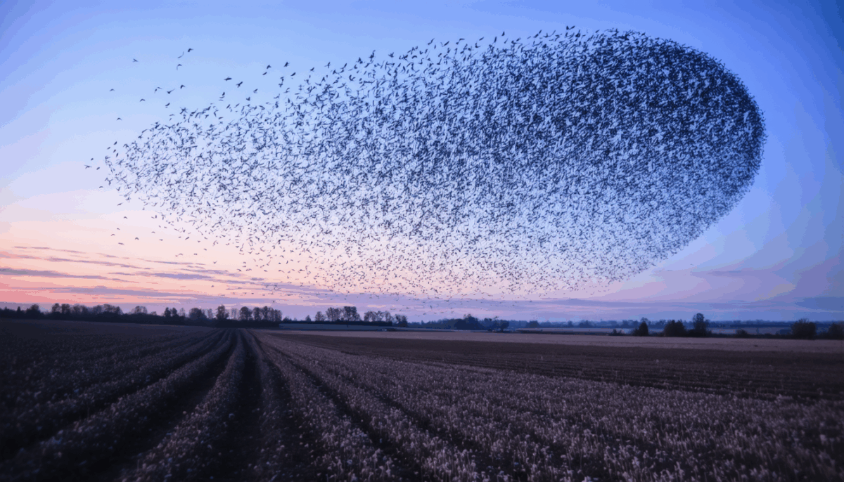 découvrez le moment précis où les étourneaux entament leur migration annuelle et les facteurs qui influencent ce voyage fascinant.