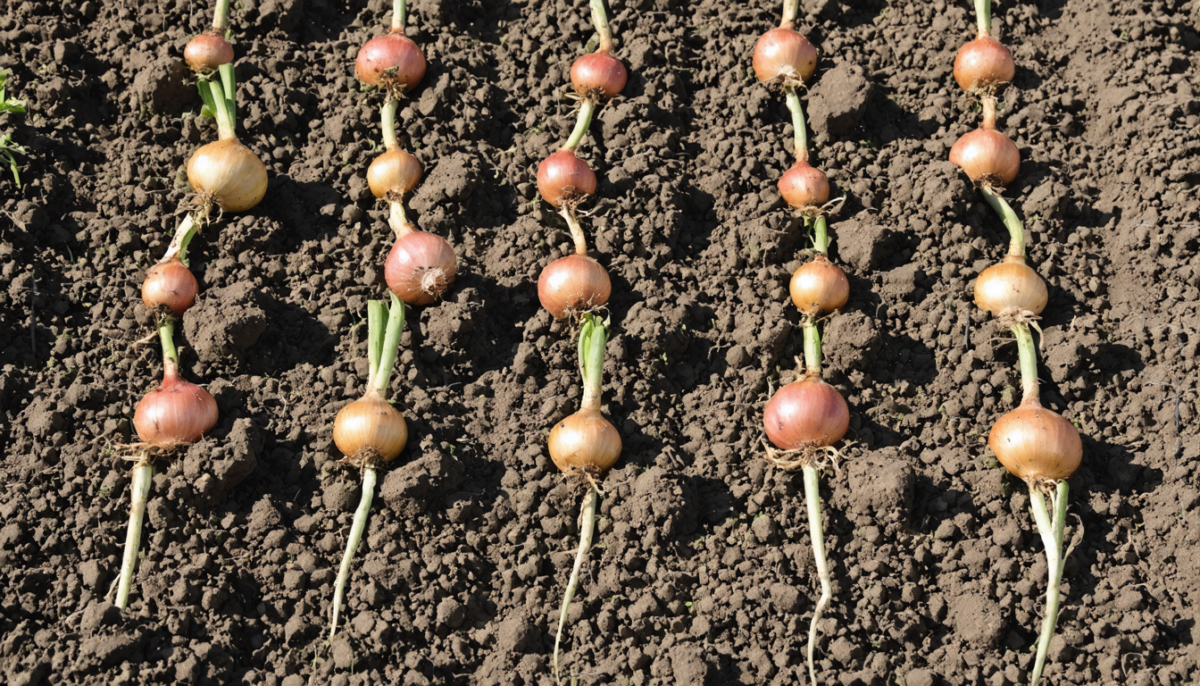 découvrez notre guide pratique pour réussir la culture des oignons dans votre jardin, avec des conseils simples et efficaces pour une récolte abondante.