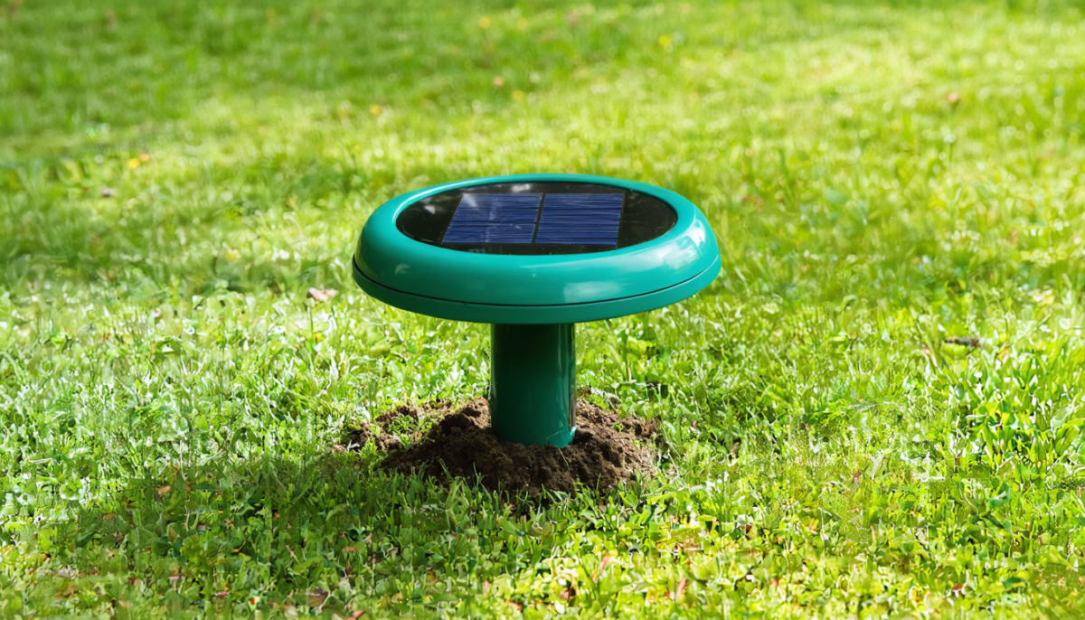 découvrez des stratégies efficaces et naturelles pour éliminer les taupes de votre jardin et protéger vos plantations avec nos conseils pratiques et faciles à mettre en œuvre.